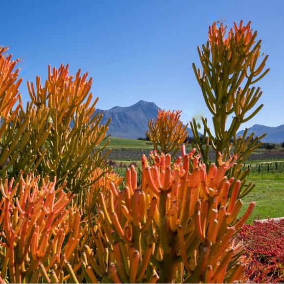 Firestick Pencil Cactus - Picture 5 of 7